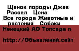 Щенок породы Джек Рассел › Цена ­ 45 000 - Все города Животные и растения » Собаки   . Ненецкий АО,Топседа п.